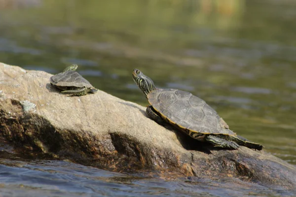 Schildkröten in Kanada als besonders gefährdet eingestuft — Stockfoto