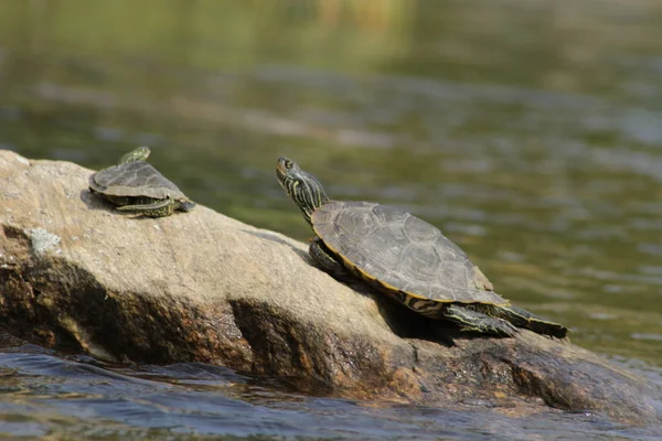 Schildkröten in Kanada als besonders gefährdet eingestuft — Stockfoto
