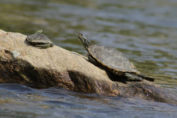 Mapa del Norte La tortuga catalogada como preocupación especial en la especie en riesgo actúa en Canadá — Foto de Stock