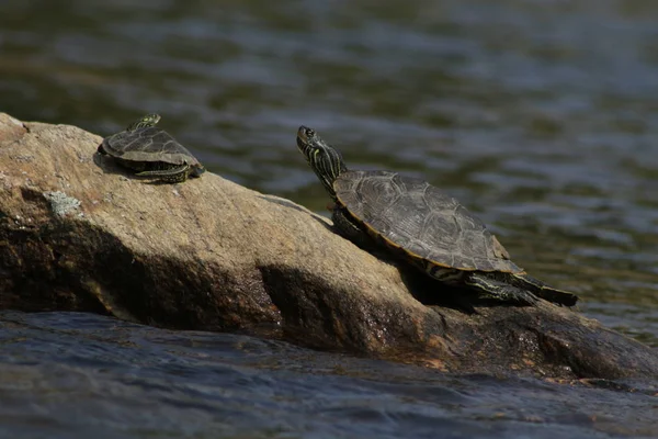 Northern Map Turtle listed as special concern in the species at risk act in Canada — Stock Photo, Image