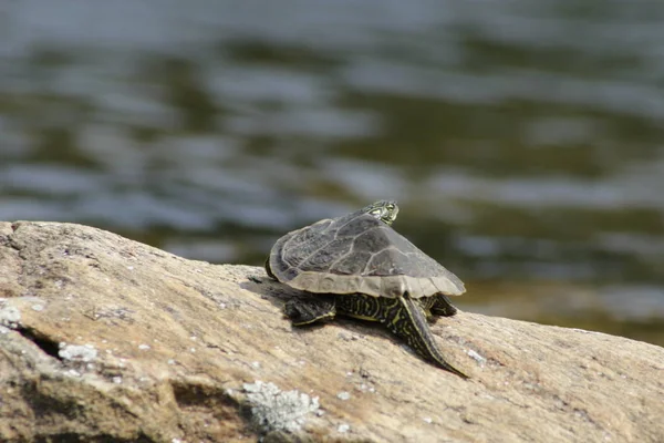 Північна Горбата черепаха перераховані як особливу занепокоєність у видами на ризик закону в Канаді — стокове фото