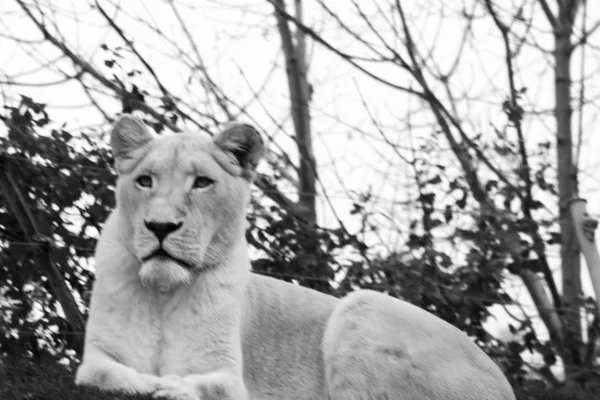 Foto en blanco y negro de una leona blanca hembra acostada frente a árboles desnudos . — Foto de Stock