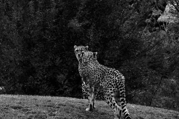 Гепард, Acinonyx jubatus, ходячая дикая кошка. Самое быстрое млекопитающее на земле, Ботсвана, Африка. Гепард в траве, темное небо с облаками. Пятнистая дикая кошка в природе. Черно-белое фото . — стоковое фото