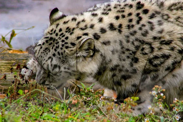 Kar leoparı öğle yemeği yemeyi. güzel portre yoğun bu etobur yeme gösterilen — Stok fotoğraf