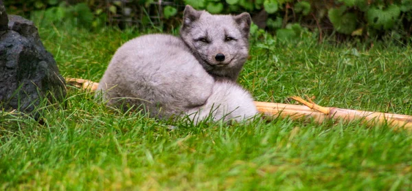 Jovem raposa ártica deitada na grama durante um dia ensolarado — Fotografia de Stock