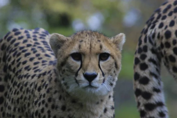 Gepard blickt in die Kamera, schöne Augen auf den erstaunlichen Jäger — Stockfoto