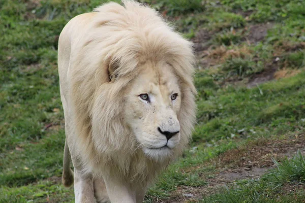 Hombre león blanco. Los leones blancos son una mutación de color del león Transvaal Panthera leo krugeri, también conocido como el león del sudeste africano o Kalahari. . — Foto de Stock