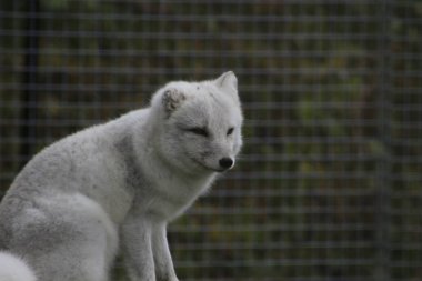 Kutup tilkisi Vulpes lagopus, doğa ortamlarında. Fox Svalbard, Norveç çiçekli otsu çayır üzerinde. Yaban hayatı eylem sahne Norveç'ten.