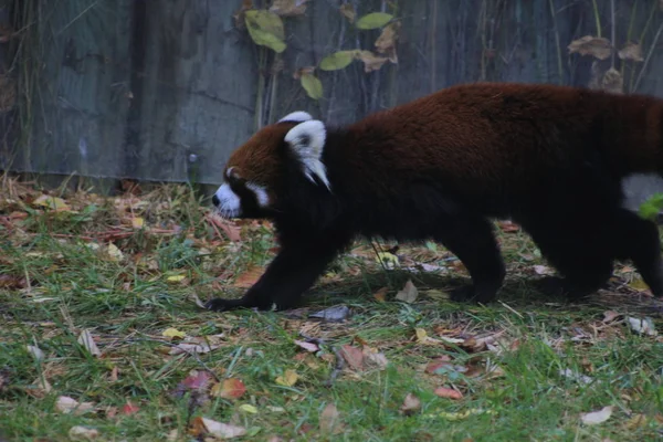 Mała panda idziesz na ziemi, z bliska zdjęcie pokazuje niesamowite barwy, które zwierzę ma — Zdjęcie stockowe