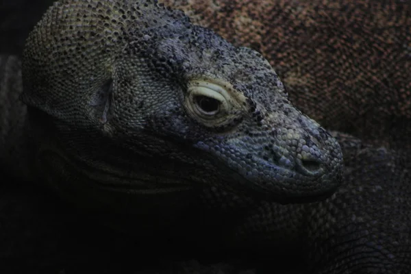 Komodo dragon head close up showing the detailed scales — Stock Photo, Image