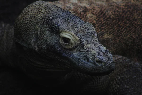 Komodo Dragon Varanus komodoensis. удивительная ядовитая ящерица — стоковое фото