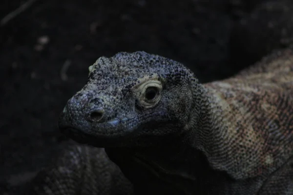 Komodo Dragon Varanus komodoensis. Kadal berbisa yang menakjubkan — Stok Foto