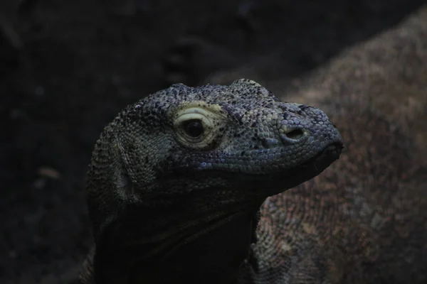 Komodo Smok Varanus Komodoensis — Zdjęcie stockowe