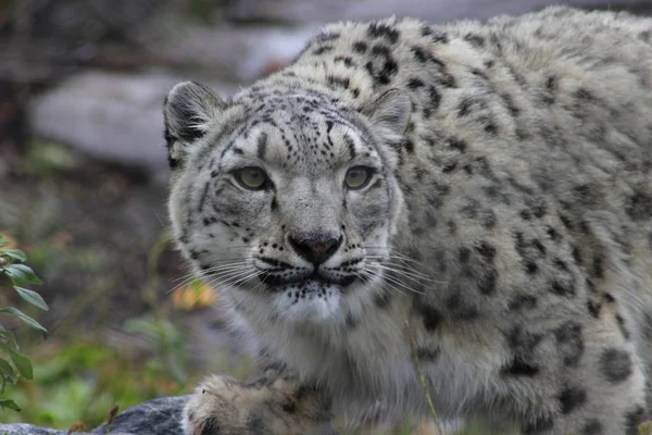 Perfil Retrato de um leopardo da neve em uma tempestade de neve contra um fundo cinza manchado — Fotografia de Stock