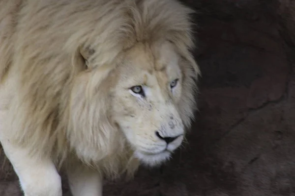 Hombre león blanco. Los leones blancos son una mutación de color del león Transvaal Panthera leo krugeri, también conocido como el león del sudeste africano o Kalahari. . — Foto de Stock