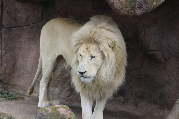 Hombre león blanco. Los leones blancos son una mutación de color del león Transvaal Panthera leo krugeri, también conocido como el león del sudeste africano o Kalahari. . — Foto de Stock