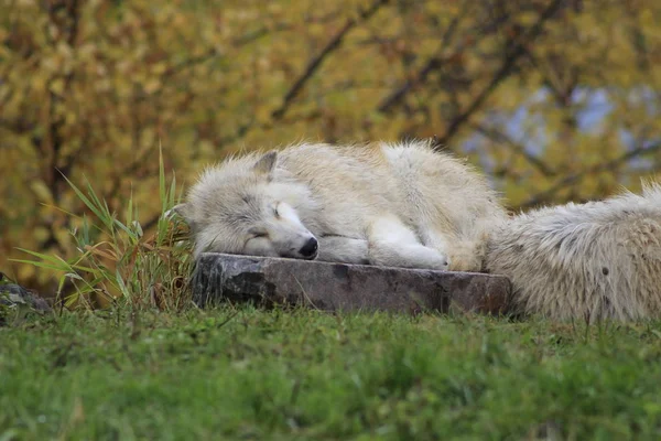 Lobo Ártico Deitado Outono — Fotografia de Stock