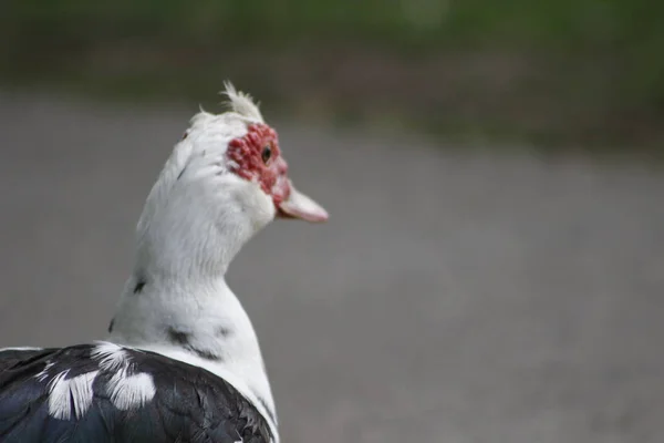 Muscovy Duck é um pássaro realmente interessante nativo do hemisfério sul comumente referido como um pato, mas na verdade é uma espécie diferente do que os parentes do pato Mallard .. — Fotografia de Stock