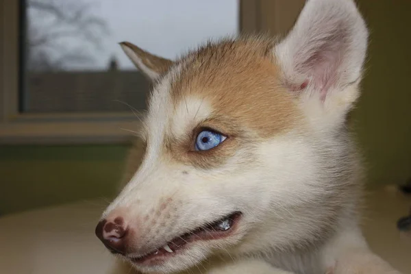 Söt liten husky valp isolerade framför ett fönster — Stockfoto