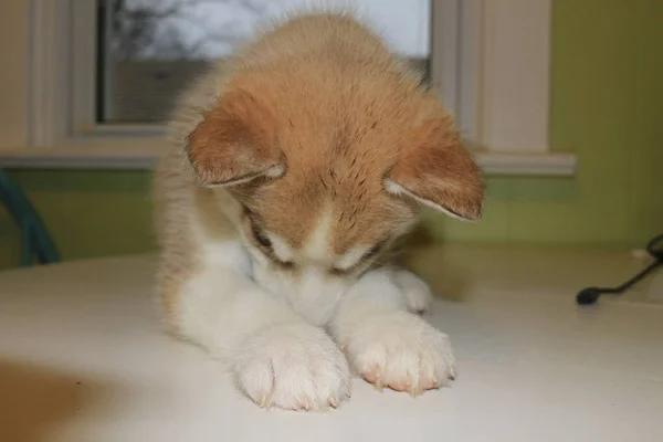 Cute little husky puppy isolated in front of a window — Stock Photo, Image