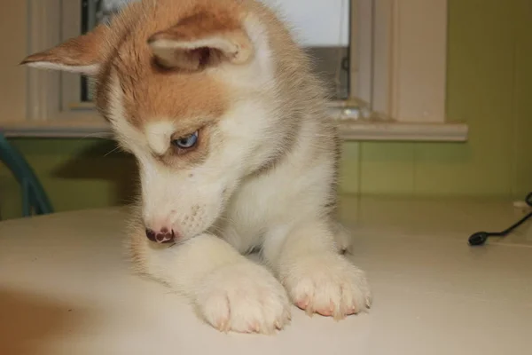 Симпатичный маленький хаски щенок изолирован перед окном — стоковое фото