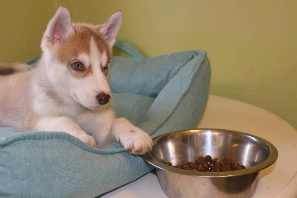 Puppy Siberian Husky Dog Bowl Looking Isolated White Background — Stock Photo, Image