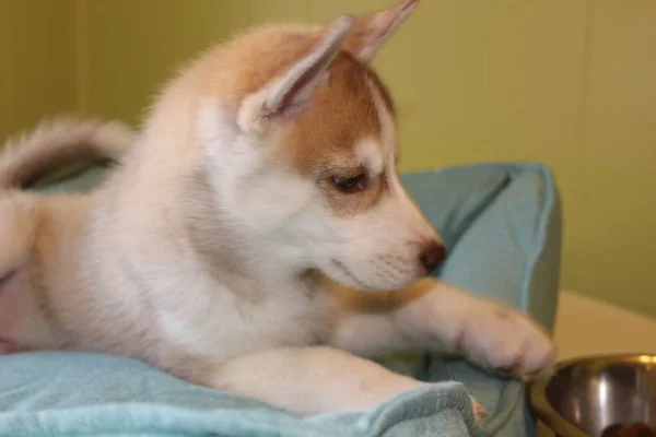 Yavru Sibirya Husky Köpek Kasesiyle Yukarı Bakıyor Beyaz Arka Planda — Stok fotoğraf