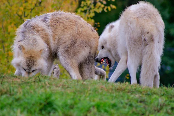 여름 개월 동안 회색 늑대 Canis Lupus 캐나다 숲에서로 알려진 목재 늑대의 초상화를 닫습니다. — 스톡 사진