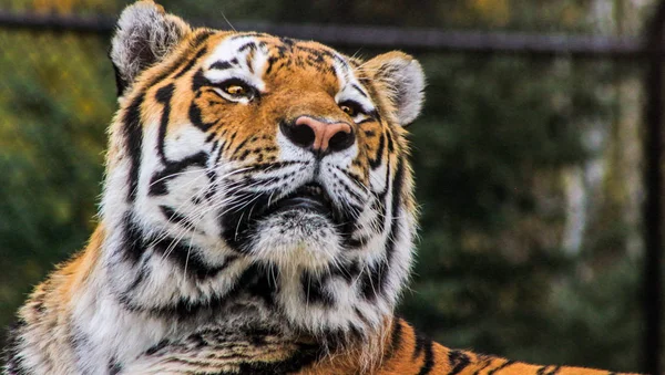 Belo Retrato Tigre Amur Perto — Fotografia de Stock