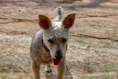 Kaya arka planda, güzel Yorkie Poo portre