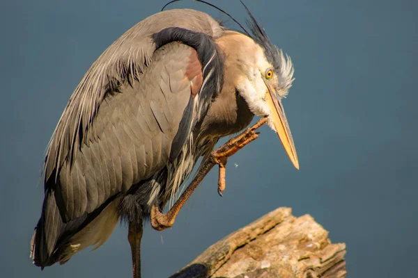 Retrato de una Gran Garza Azul Ardea herodias — Foto de Stock