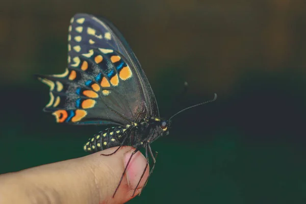 Yandan kelebek. Parlak güzel kelebekler. Swallowtail — Stok fotoğraf