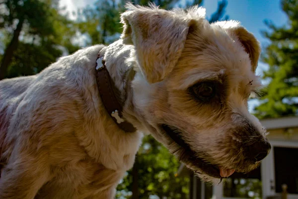 Un perro salvaje de raza mixta Shih Tzu al aire libre —  Fotos de Stock