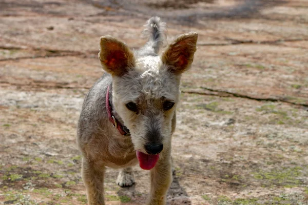 Kaya arka planda, güzel Yorkie Poo portre