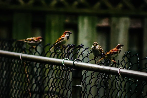 Burung gereja berjajar di pagar kayu — Stok Foto