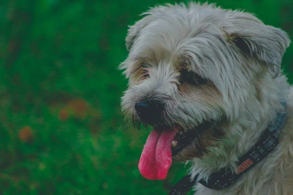 Açık havada çok tüylü ve pis arıyorum Shorkie köpek yavrusu