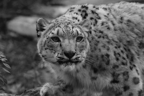 Profil noir et blanc Portrait d'un léopard des neiges dans une tempête de neige contre un mot — Photo