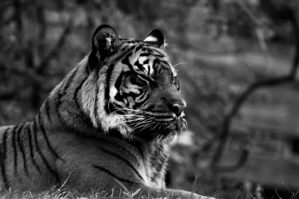 Tigre, retrato de um tigre em preto e branco — Fotografia de Stock