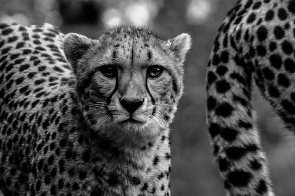 Retrato de guepardo en blanco y negro — Foto de Stock