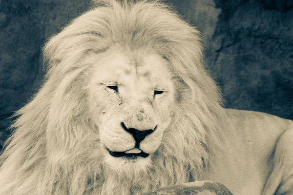 León, Cabeza negra y blanca de un león adulto  . — Foto de Stock