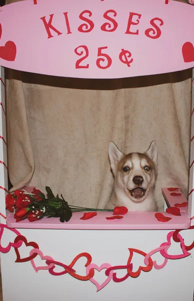 Siberian husky hunden i en Kissing Booth. Temat för alla hjärtans dag och hund humor. bra för begrepp — Stockfoto