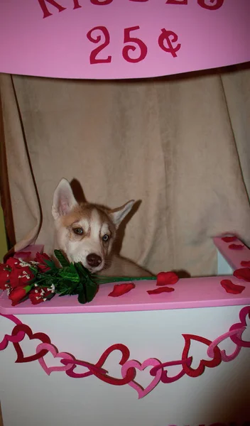 Valentine Dog in Kissing Booth cute concept for valentines day with dog theme