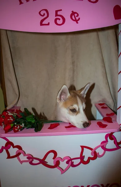 Valentine Dog in Kissing Booth konsep lucu untuk hari valentine dengan tema anjing — Stok Foto