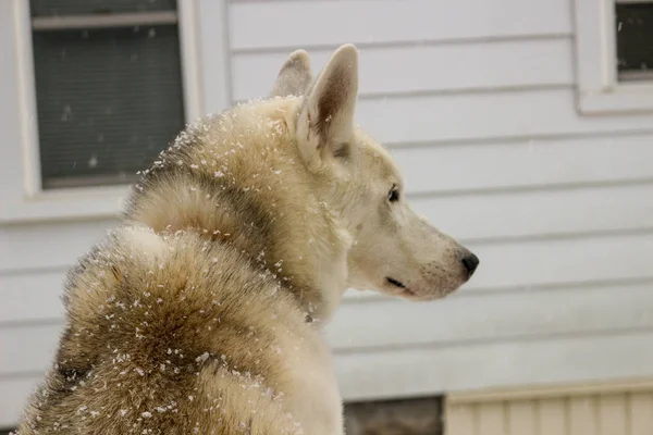 Cane muscoloso che cammina per strada nella neve. Ritratto di cani husky. — Foto Stock