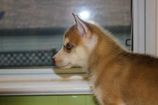 Siberian husky dog with blue eyes sits in the window and waits for the owner, close up — Stock Photo, Image