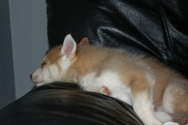 Cachorros husky siberianos durmiendo bajo una manta gris —  Fotos de Stock