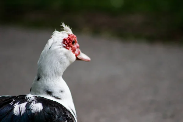 Muscovy Duck é um pássaro muito interessante nativo do sul — Fotografia de Stock