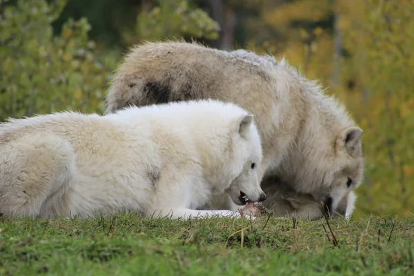 野生阿拉斯卡东德拉狼正在吃一块肉。极地狼或白狼. — 图库照片