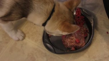 Husky doğurmak köpek büyük bir parça taze et yiyor. Köpek büyük boyutta yutma zevkle et ye. Güneşli yaz akşamında bir köpek köpek kulübesi.