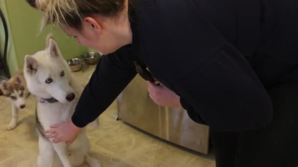 Vrouwen trys om haar Siberische husky honden in de keuken van haar huis te trainen. begrip van familie en huisdieren — Stockvideo